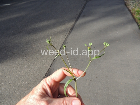 nipplewort